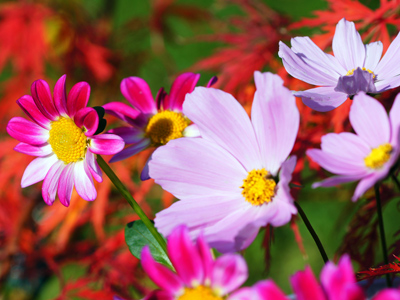 Annuals - Bedding Plants