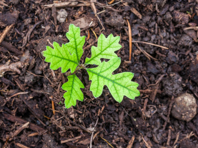 Plants - Tree Growth