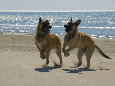 Dogs running on beach