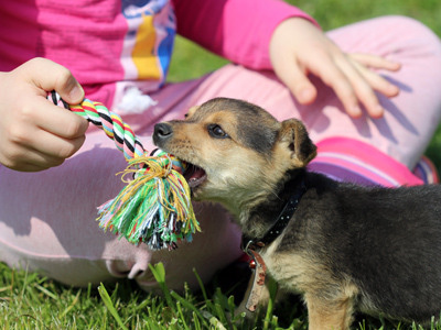 Child playing with a puppy