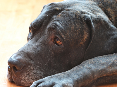 An old and tired dog