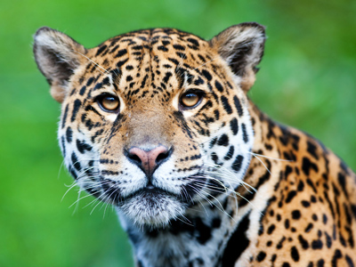 A jaguar