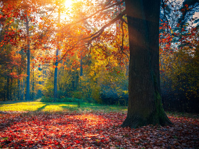 An oak tree in autumn