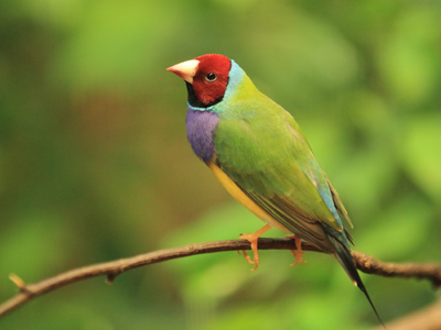 Green finch