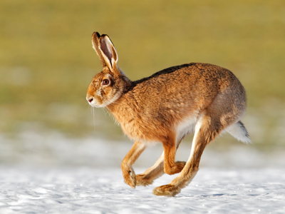 A running hare