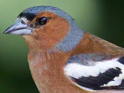 British Birds - Finches