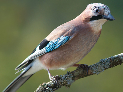 British Birds - Crows and Cuckoos