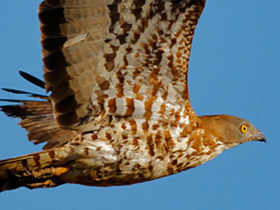 British Birds - Birds of Prey