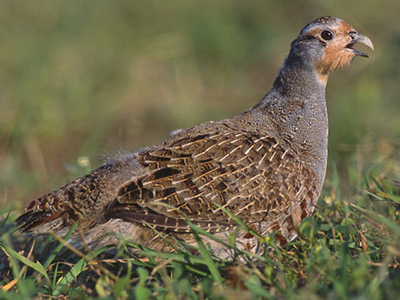 British Birds - Pheasants, Grouse, Partridges and Quail