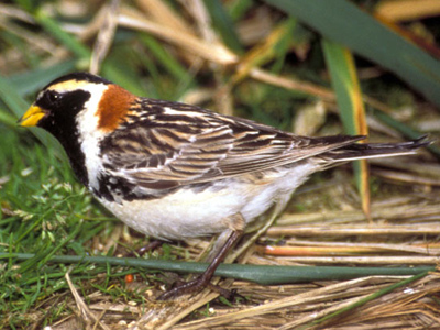 British Birds - Buntings, Sparrows and Starlings