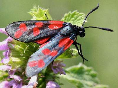 Insects and Spiders - Moths