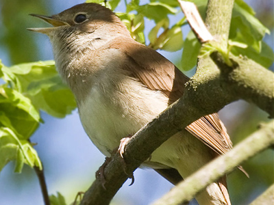 British Birds - Thrushes