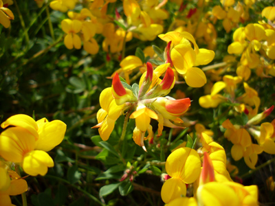 Plants - Wildflowers 3