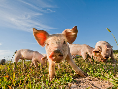 Animals In the Farmyard