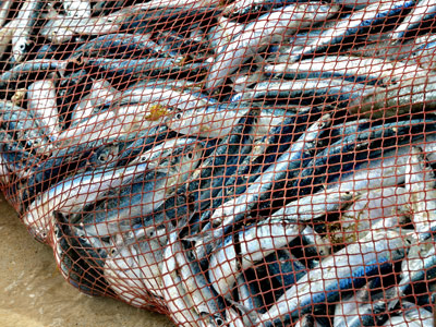 A trawler net packed full of fish