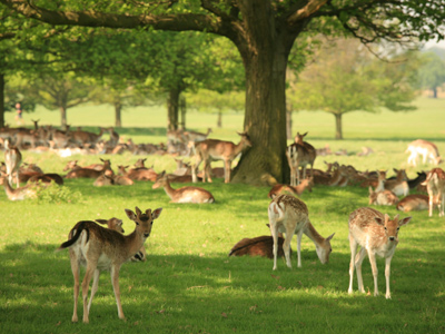 Royal Parks