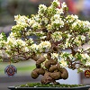 White Flowering Bonsai