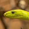 Green Snake 