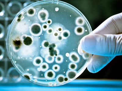 Biology - Microorganisms and Disease (AQA)