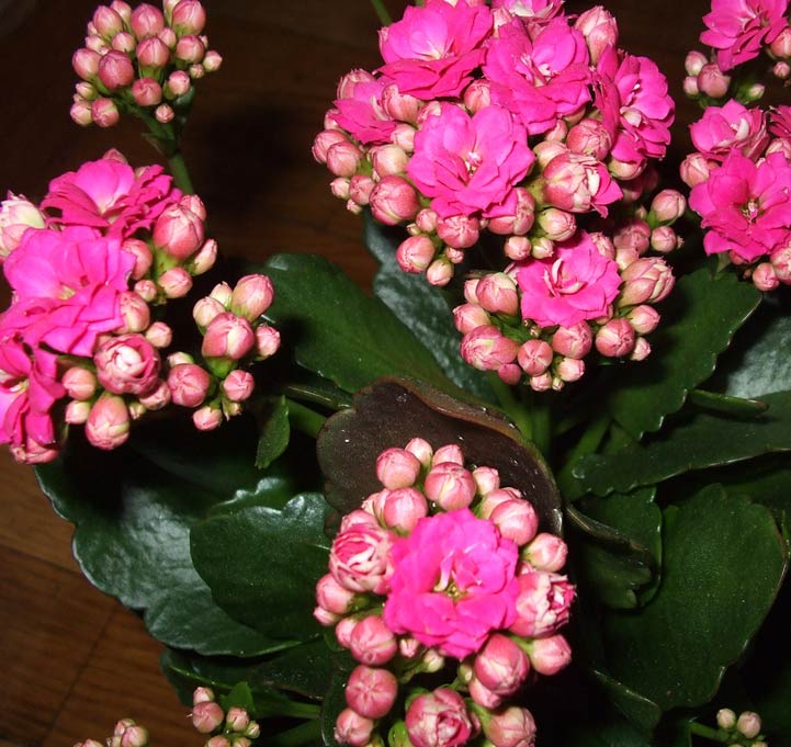 Indoor plant with little pink flowers