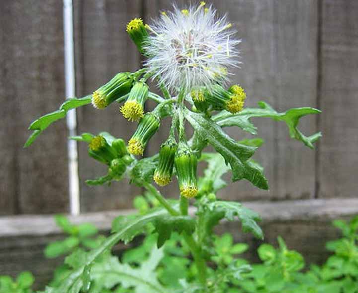 Quiz on Annual Garden Weeds, Recognition and Identification