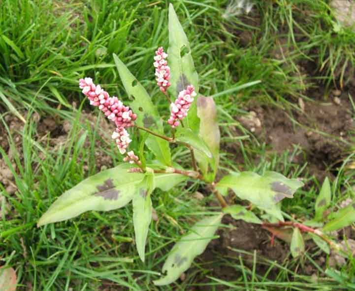 Annual Garden Weeds Recognition