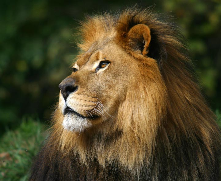 KS1 Living Things | Habitats of Well-Known Animals