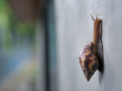 Snail climbing a wall