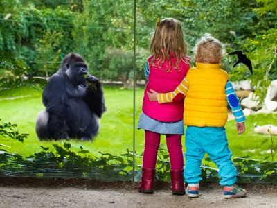 Children watching gorilla in a zoo
