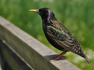 A starling on a fence