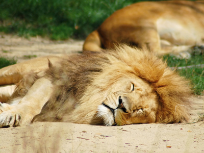 Sleeping lions