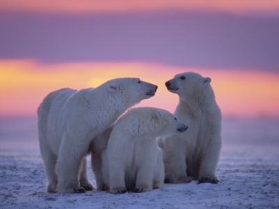 Polar bears against dramatic Arctic background