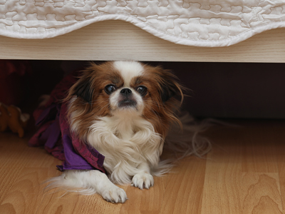 A small dog under a bed