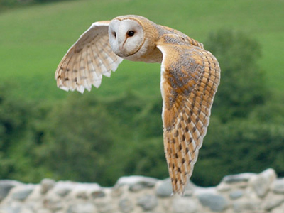 British Birds - Falcons, Owls and Swifts
