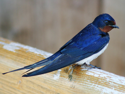 British Birds - Martins, Swallows, Pipits and Wagtails