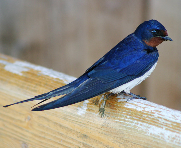 Bird Quizzes Martins Swallows Pipits And Wagtails