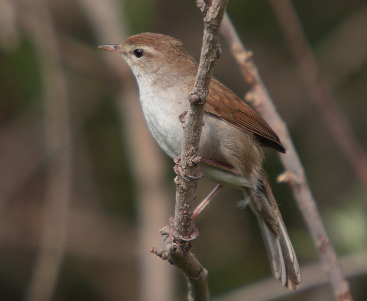 Bird Quizzes Warblers Bird Quizzes Warblers
