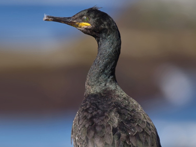 British Birds - Cormorants and Gulls