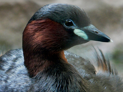 British Birds - Ducks, Swans and Grebes