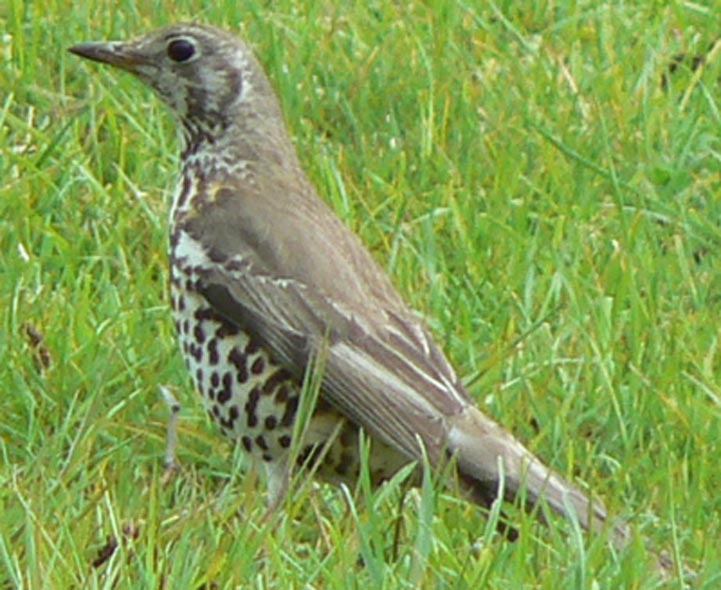 Bird Quizzes Garden Birds 05 Rare