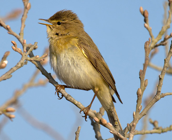 Bird Quizzes Warblers Bird Quizzes Warblers