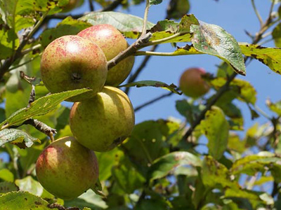 Identify tree by fruit uk