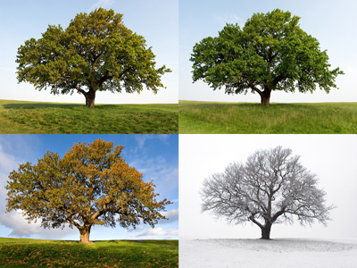 Vocabulary - The Four Seasons