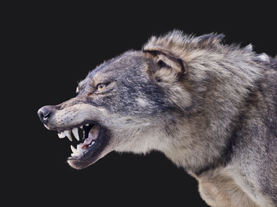 World Wildlife Day Quiz Illustration | Wolf