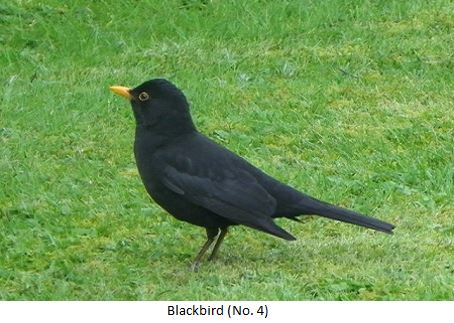 Blackbird Recognition Image