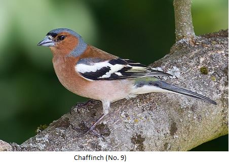 Chaffinch Recognition Image