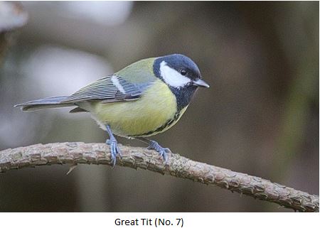 Great Tit Recognition Image