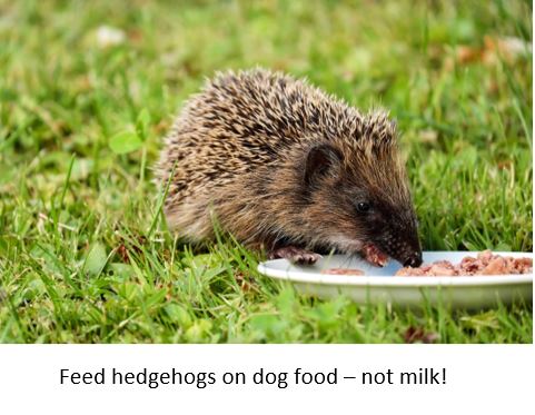 Hedgehog Eating Dog Food