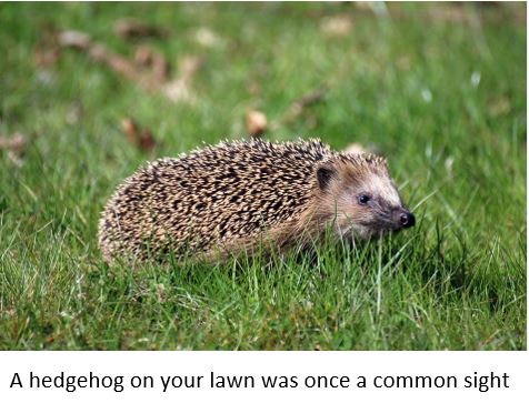 Hedgehog on Lawn