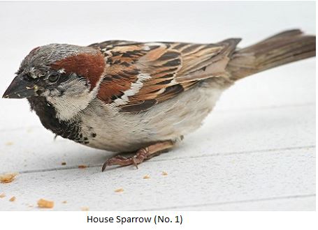 House Sparrow Recognition Image